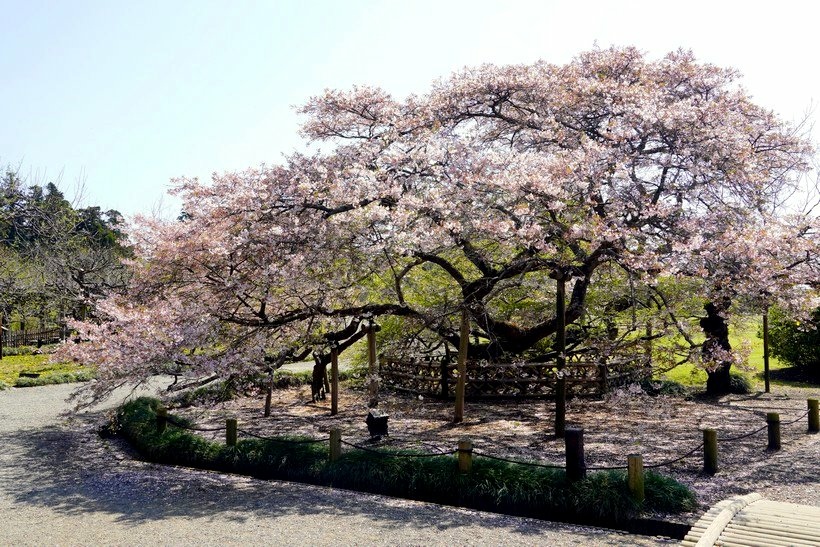 日本東京尋櫻記B~~遊茨城縣水戶市「日本三大名園」之偕樂園