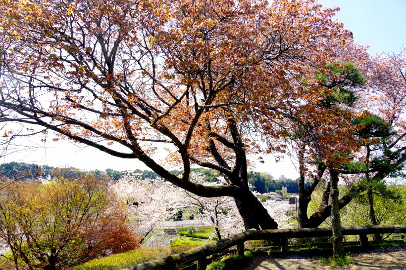 日本東京尋櫻記B~~遊茨城縣水戶市「日本三大名園」之偕樂園