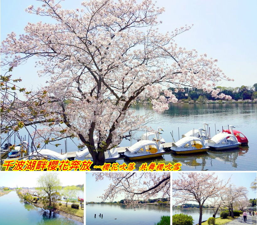 日本東京尋櫻記C~~遊櫻花雪岸的渡假聖地「千波湖」