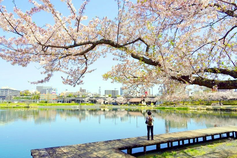 日本東京尋櫻記C~~遊櫻花雪岸的渡假聖地「千波湖」