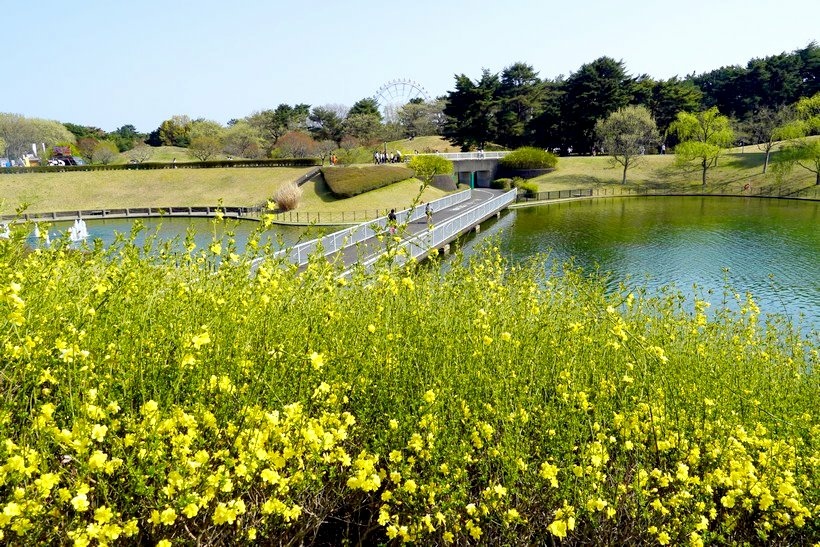 日本東京尋櫻記D~~春遊「國營常陸海濱公園」夢幻粉蝶花海地毯