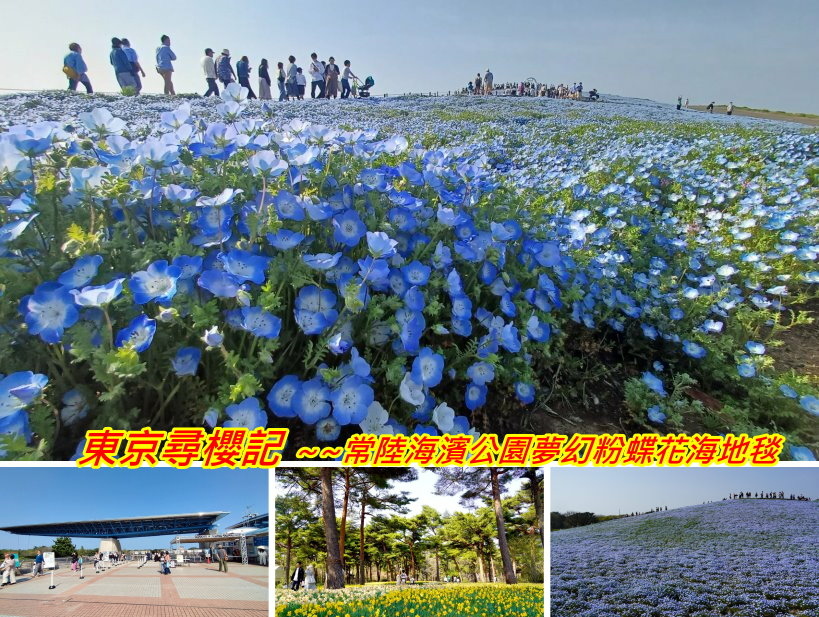 日本東京尋櫻記D~~春遊「國營常陸海濱公園」夢幻粉蝶花海地毯