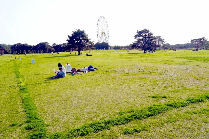 日本東京尋櫻記D~~春遊「國營常陸海濱公園」夢幻粉蝶花海地毯