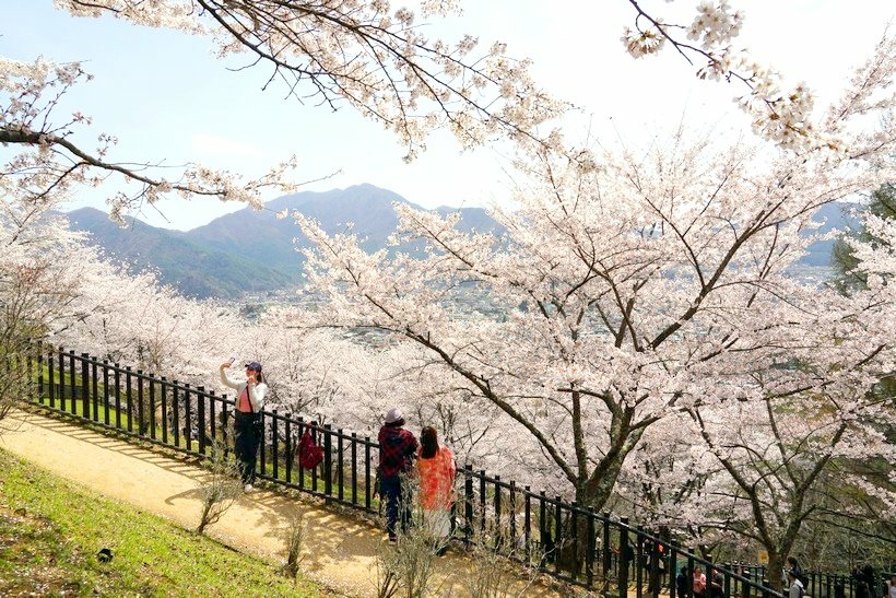 日本東京尋櫻記E~~走「新倉淺間神社」櫻花步道看富士山