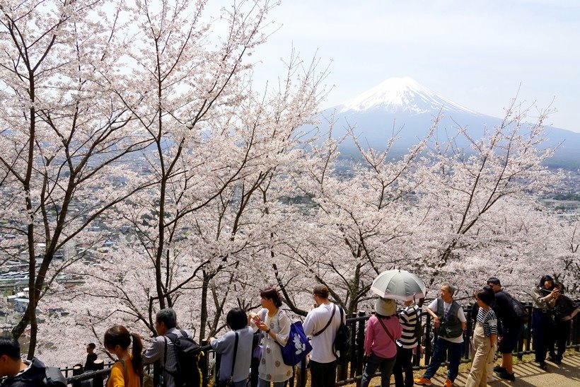 日本東京尋櫻記E~~走「新倉淺間神社」櫻花步道看富士山