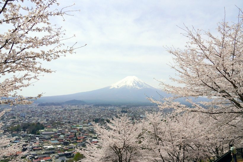 日本東京尋櫻記E~~走「新倉淺間神社」櫻花步道看富士山