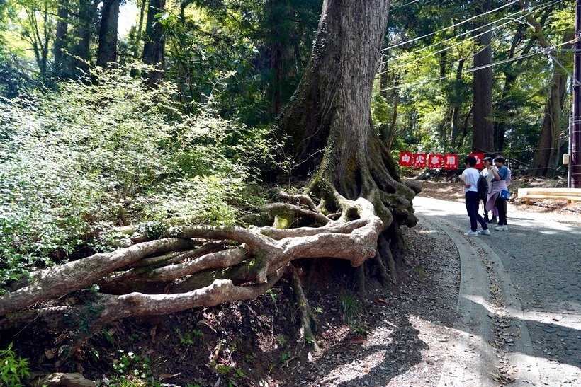 日本東京尋櫻記G~~登東京近郊米其林三星觀光景點「高尾山」