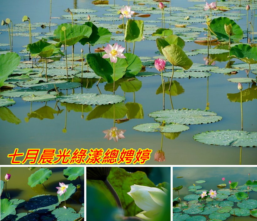 七月晨光綠漾總娉婷