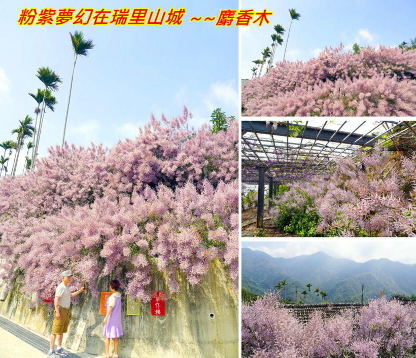 粉紫色幽夢的瑞里山城另一種夢幻~~麝香木