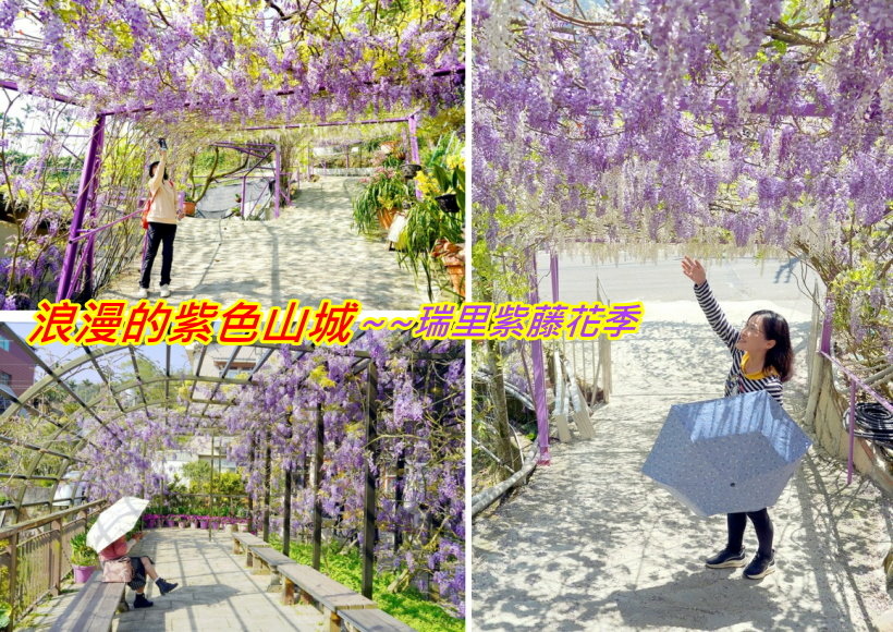 2025相約在紫色山城~~瑞里紫藤花季的浪漫