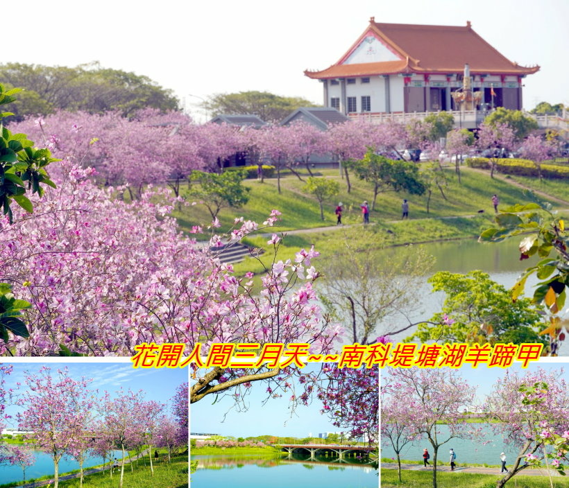 花開人間三月天~~南科堤塘湖羊蹄甲