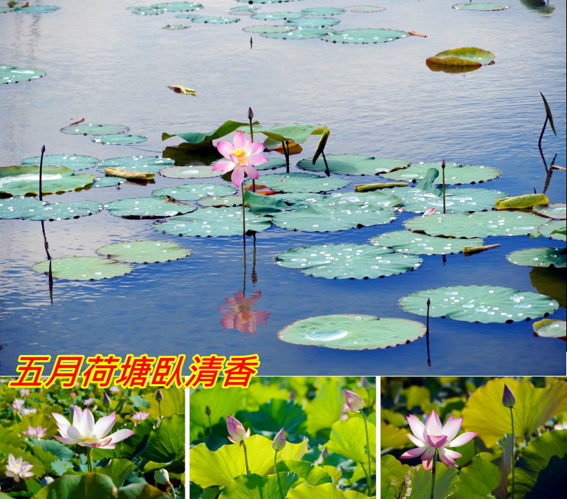 五月荷塘臥清香~~荷錢浮翠綠