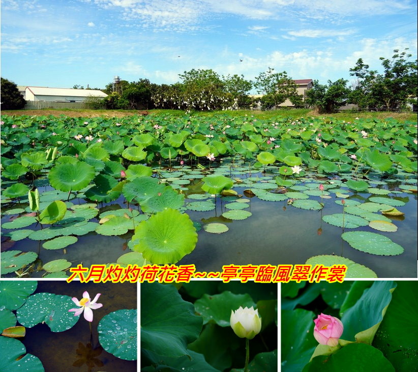 六月灼灼荷花香~~亭亭臨風翠作裳