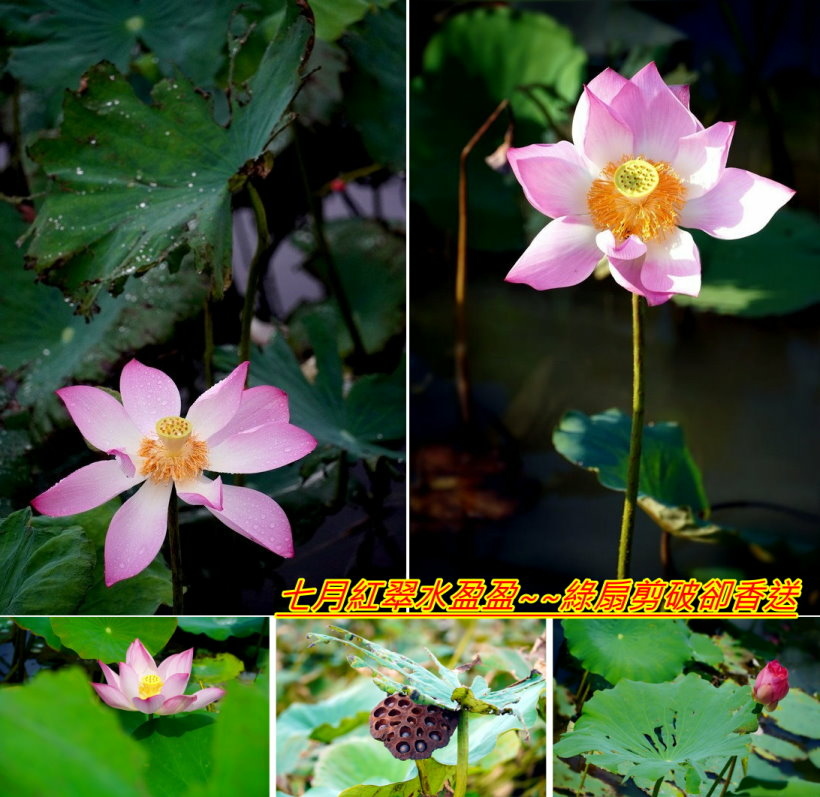 七月紅翠水盈盈~~綠扇剪破卻香送