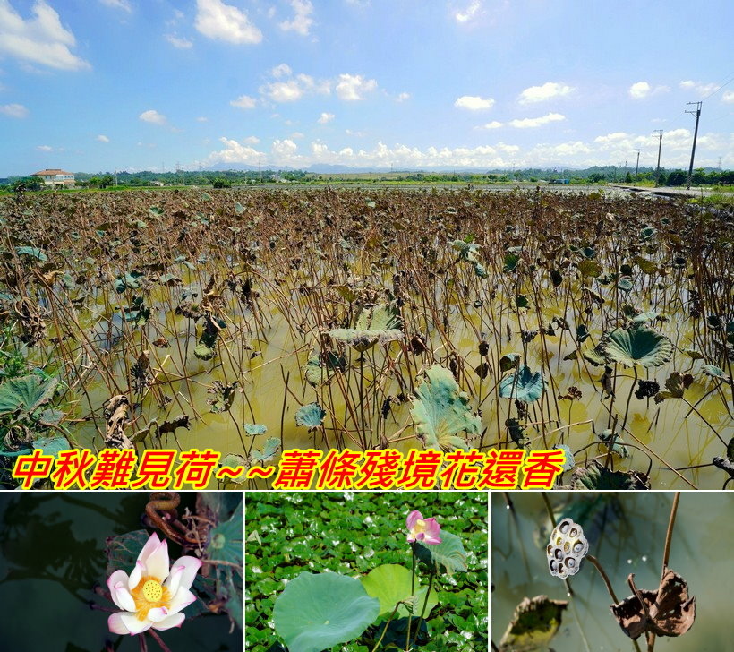 中秋時分難見荷~~蕭條殘境花還香
