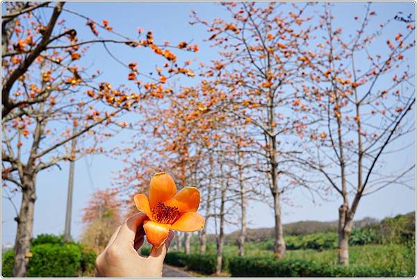 彰化二林 東螺西岸木棉花道 春天到 一起徜徉綿延1 4公里的火紅木棉花道 輕旅行