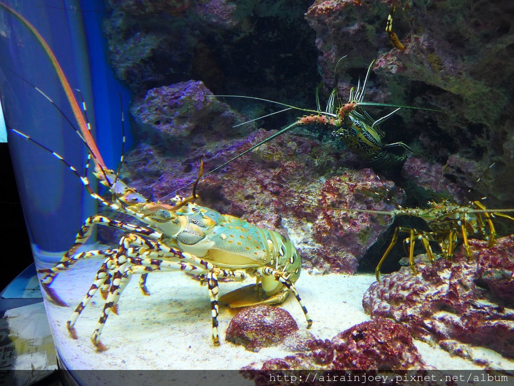 D03-194 美麗海水族館.jpg