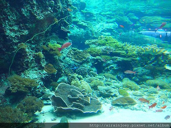 D03-205 美麗海水族館.jpg