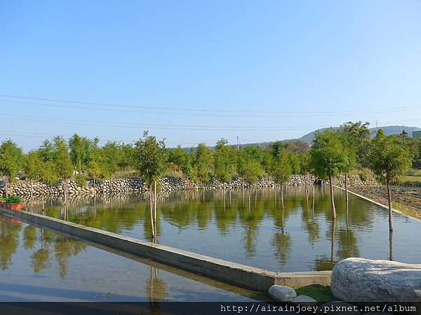 台中-泰安落羽松05.jpg