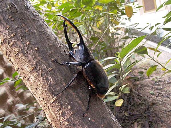 Dynastes hercules occidentalis