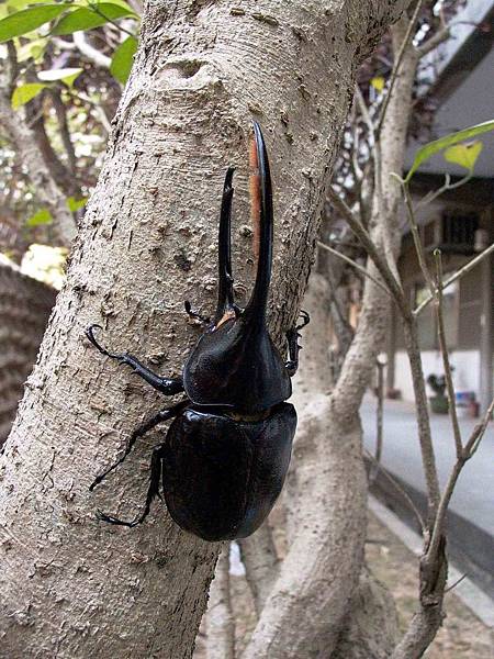 Dynastes hercules occidentalis