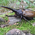 Dynastes hercules bleuzeni