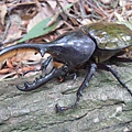 Dynastes hercules morishimai