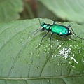 Cicindela sexguttata