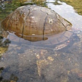 Terrapene carolina triunguis