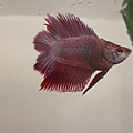 Plakat Betta