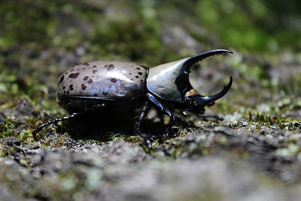 Dynastes granti