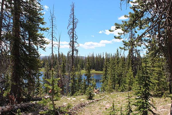 lake in the forest