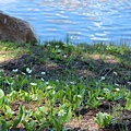 flowers by the lake