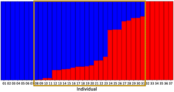 Structure的結果可以推論遺傳交流或雜交嗎？