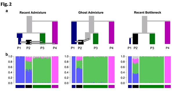 Structure的結果可以推論遺傳交流或雜交嗎？