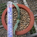 Welwitschia mirabillisa