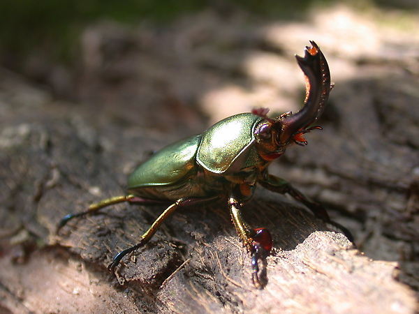 Lamprima adolphinae