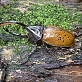 Dynastes hercules lichyi