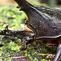 Dynastes hercules lichyi