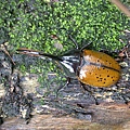 Dynastes hercules lichyi