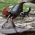 Xylotrupes gideon