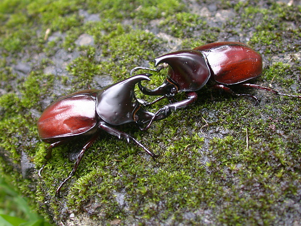 Xylotrupes gideon