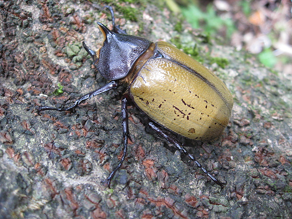 Dynastes hercules reidi