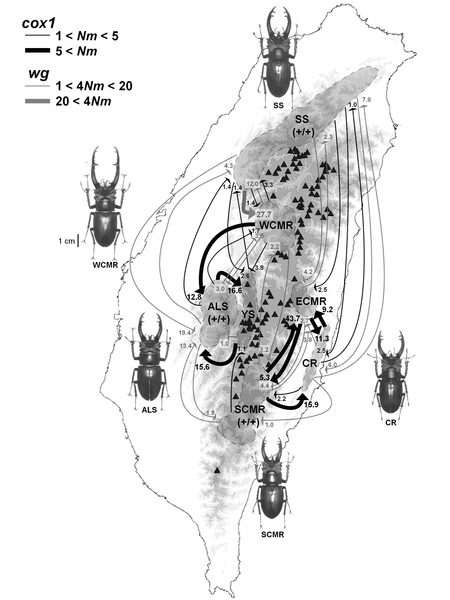 Gene Flows among Populations