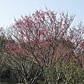 20110205 茶花園 064.JPG