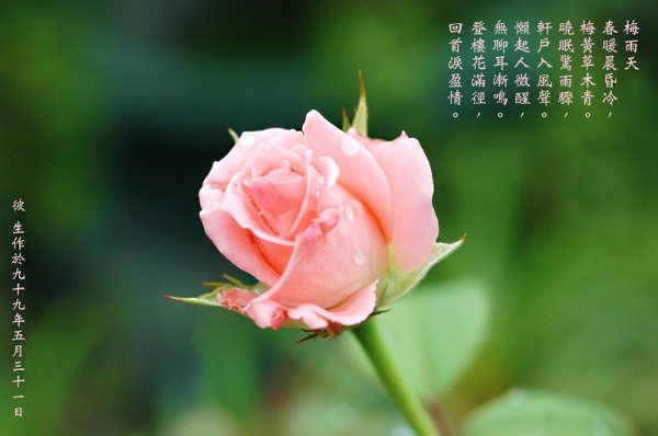 梅雨天 彼生的部落格管花管詩管些詞 痞客邦 梅雨天 彼生的部落格管花管詩管些詞 痞客邦