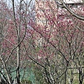 20110205 茶花園 071.JPG