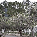 20110131 玫瑰花園 183.JPG