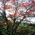 阿里山的櫻花5.jpg