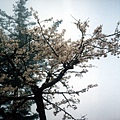 阿里山的櫻花6.jpg